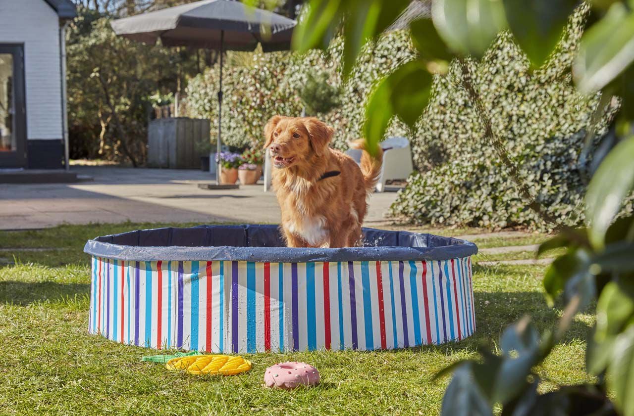 Je hond afkoelen in de zomer